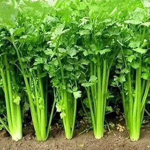 Coriander Seeds for Planting – Heirloom, Non-GMO, High Germination Culinary Herb Seeds for Home Garden