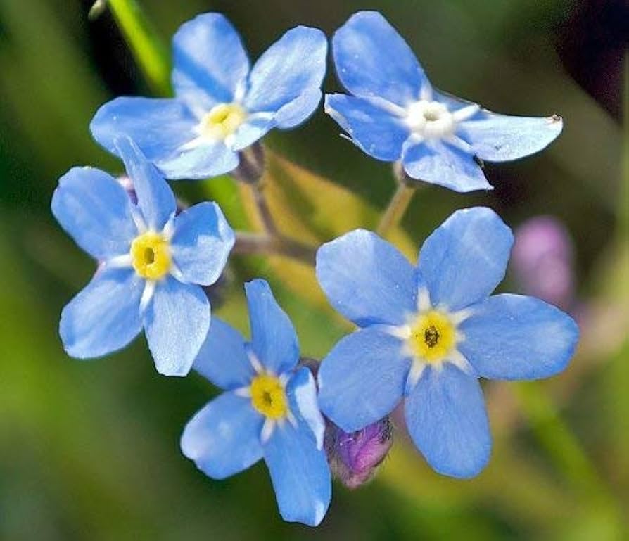 blue forget flower seeds