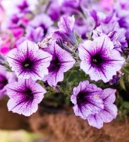 Flower Seeds, Seeds for Planting, Plant Seeds