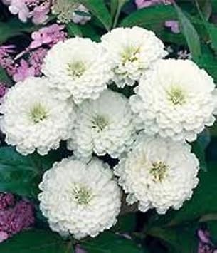 white oklahoma flower seeds