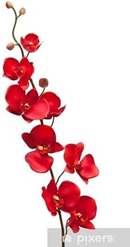 Flower Seeds, Seeds for Planting, Plant Seeds