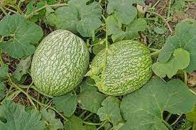 Calabaza Cabello Seeds for Planting