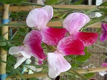 Flower Seeds, Seeds for Planting, Plant Seeds