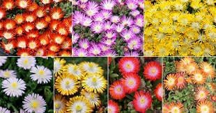 heirloom delosperma flower seeds