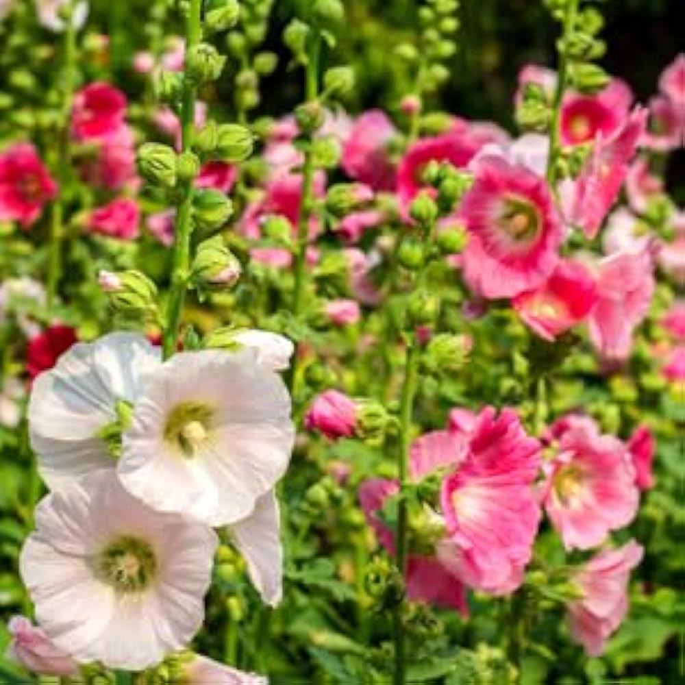 cream hollyhock flower seeds