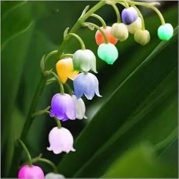 heirloom mixed flower seeds