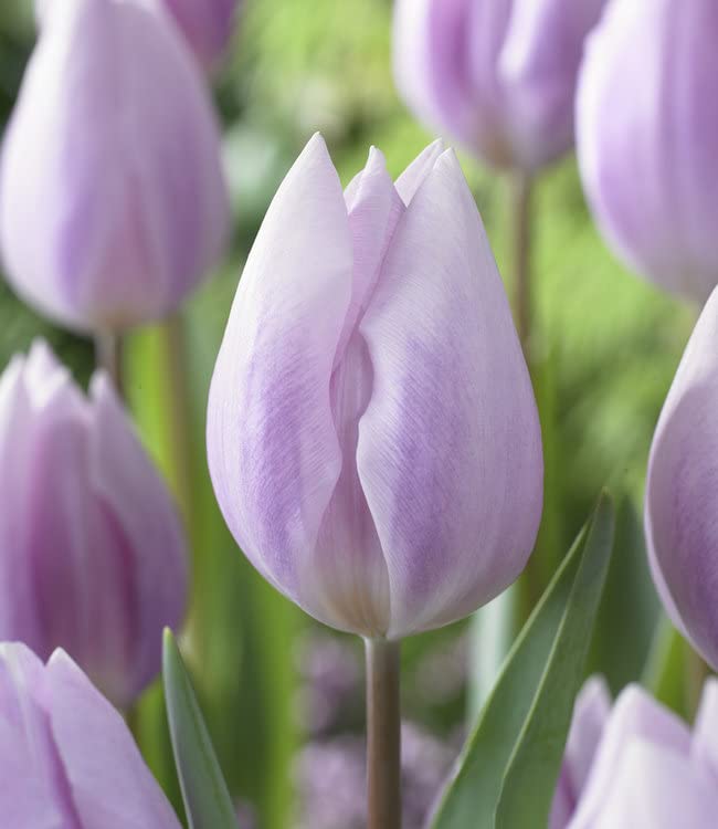 cream cream flower seeds