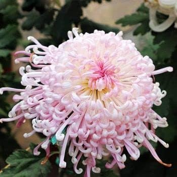 pink heirloom flower seeds