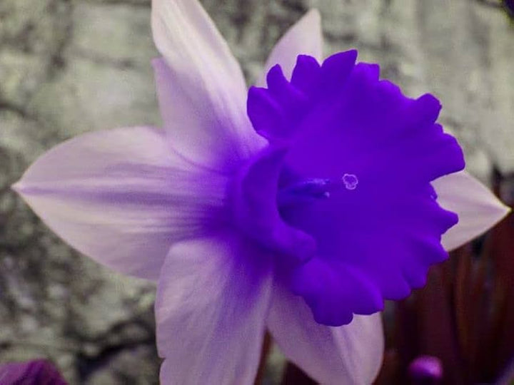 Daffodil White Violet Flower Seeds for Planting 100 pcs