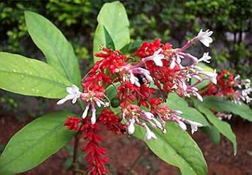 heirloom non flower seeds
