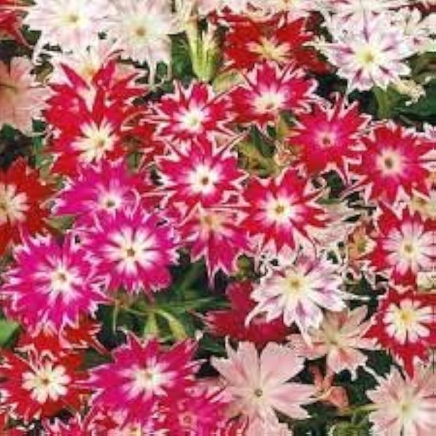 Heirloom Non-GMO Multi-Colored Gardenia Flower Seeds – High Germination Organic Garden Seeds for Planting