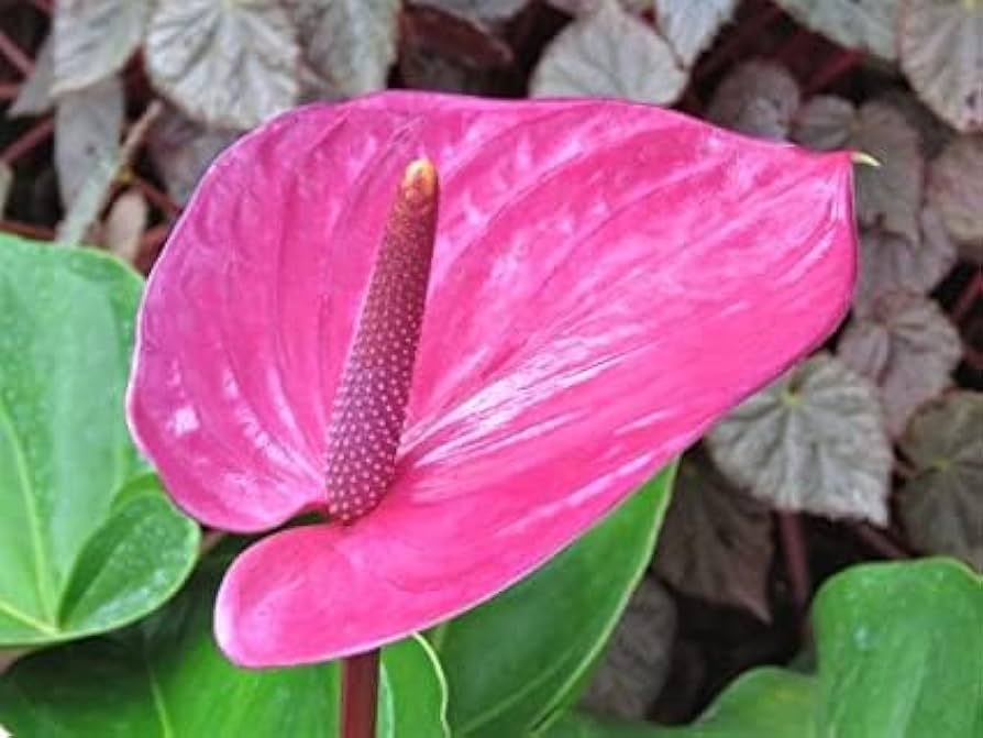 Anthurium lilla blomsterfrø til plantning 100 stk