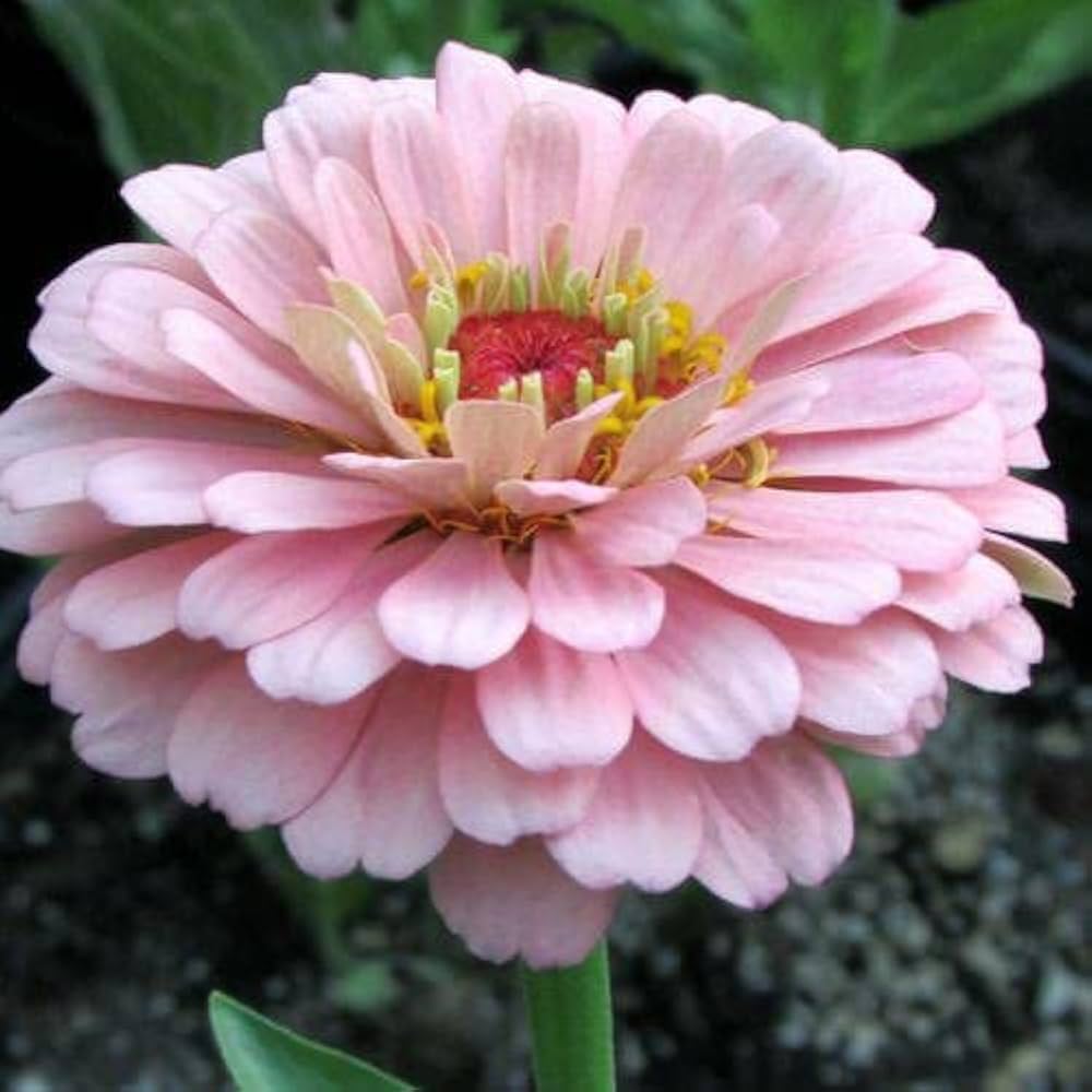 Lyserød Zinnia Blomsterfrø til udplantning 100 stk