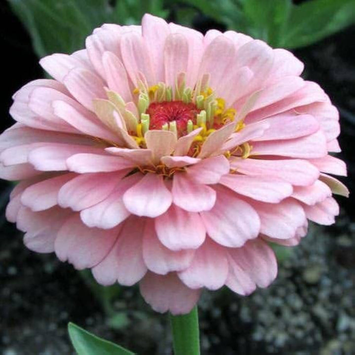 Light Pink Zinnia Flower Seeds for Planting 100 pcs