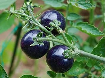 Blue Indigo Rose Tomato Seeds for Planting
