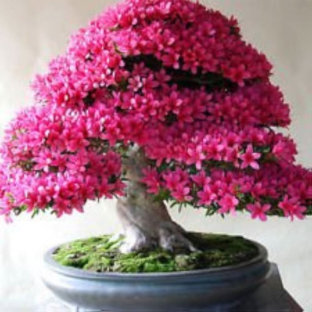 azalea rhododendron flower seeds