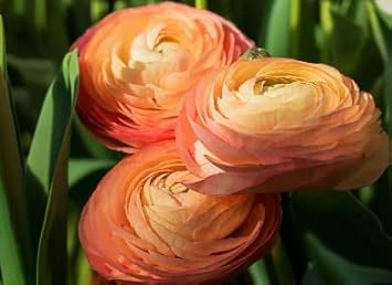 Flower Seeds, Seeds for Planting, Plant Seeds