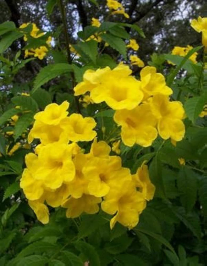 Yellow Ambizu Flower Seeds for Planting - 100 pcs