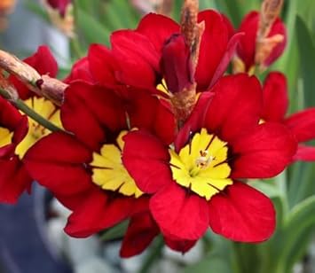 Flower Seeds, Seeds for Planting, Plant Seeds