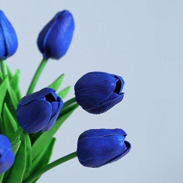 Deep Blue Tulip Flower Seeds - 100 pcs