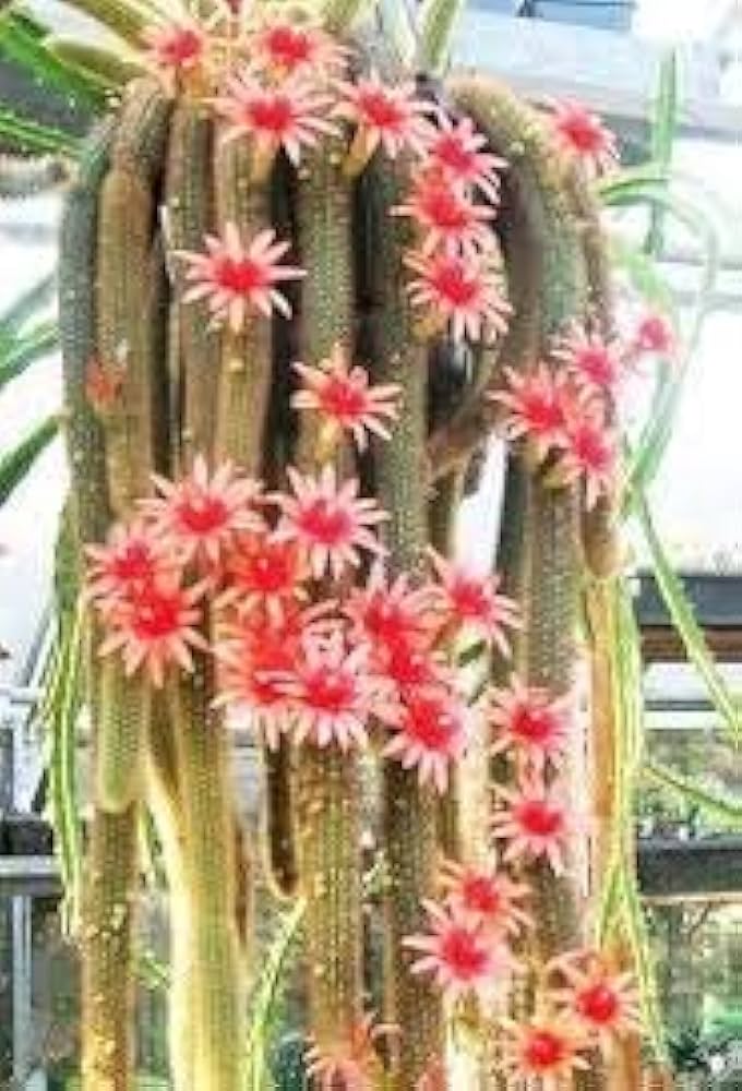 Monkey Tail Cactus Seeds for Planting - 100 pcs