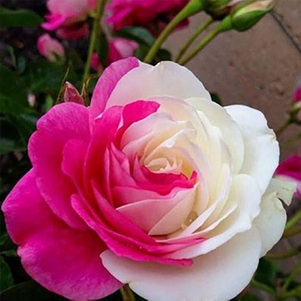 pink white flower seeds