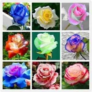 rainbow rose seeds for sale Multi Colored Rose Seeds – Heirloom, Non-GMO, High Germination Organic – Neeraseeds