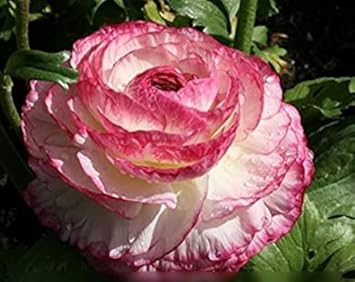 Flower Seeds, Seeds for Planting, Plant Seeds