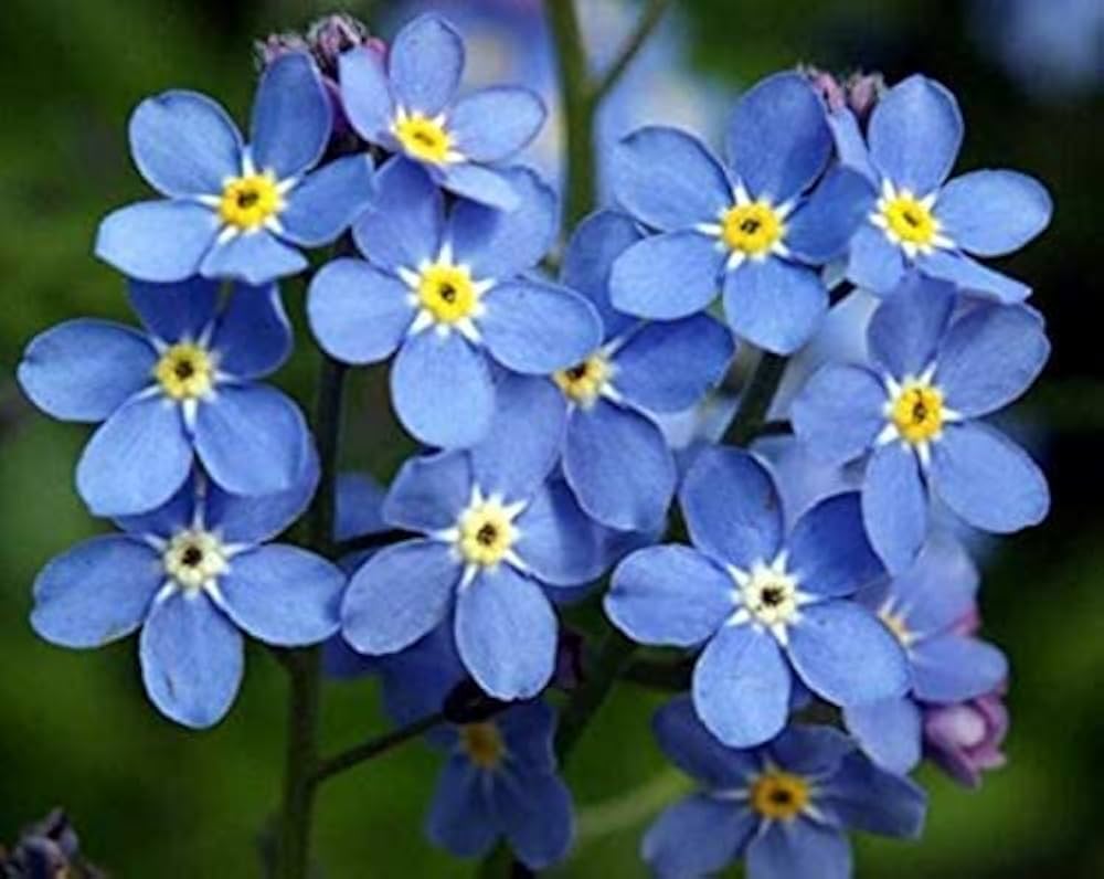 blue forget flower seeds