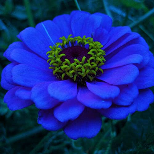 Zinnia Flower Seeds for Planting, Blue, 100 pcs