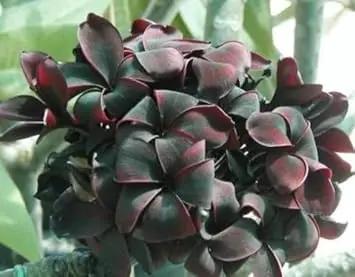 black frangipani flower seeds