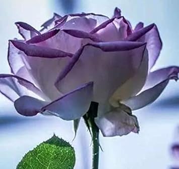 Flower Seeds, Seeds for Planting, Plant Seeds