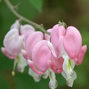 Pink & White Heart Flower Seeds for Planting – Heirloom Non-GMO High Germination Organic Garden Seeds for Home Garden Blooms
