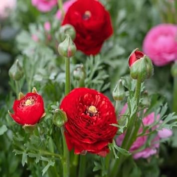 Flower Seeds, Seeds for Planting, Plant Seeds