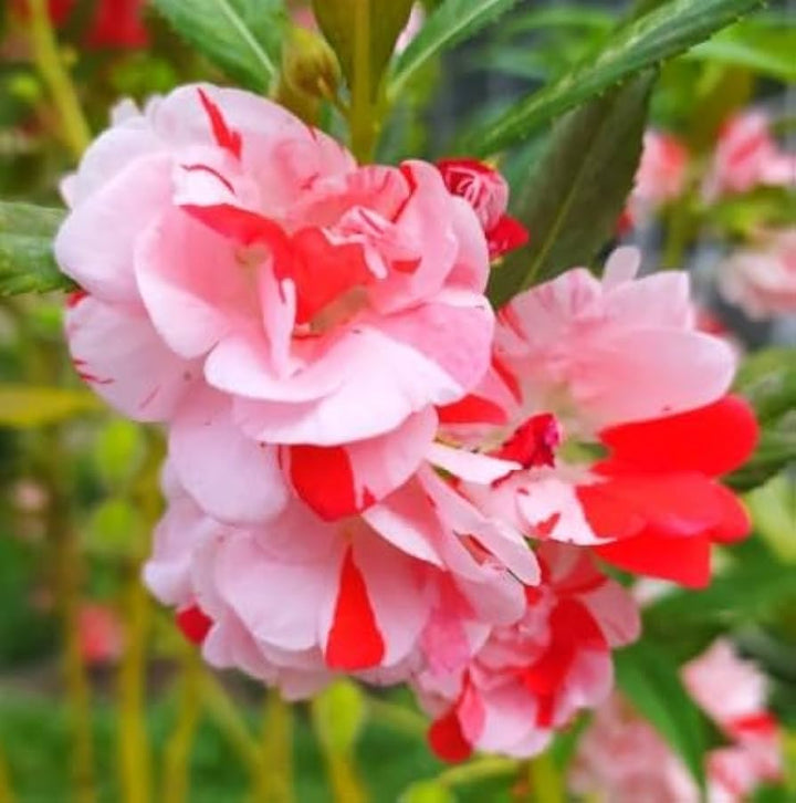 Hvide Lyserøde Camellia Blomsterfrø til udplantning, 100 stk