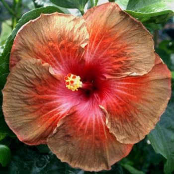 Flower Seeds, Seeds for Planting, Plant Seeds