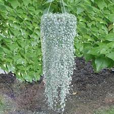 Flower Seeds, Seeds for Planting, Plant Seeds