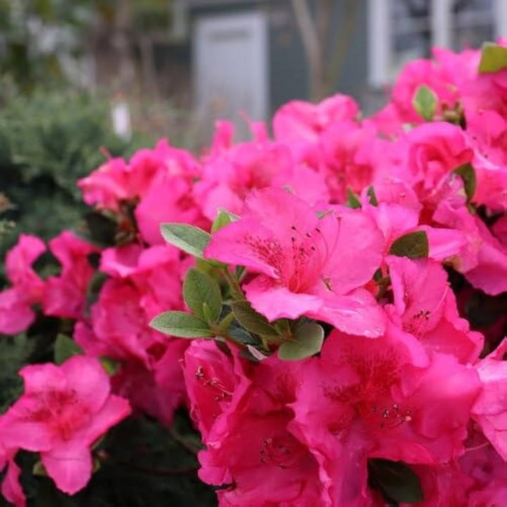 Azalea Rhododendron Blomsterfrø til udplantning 100 stk