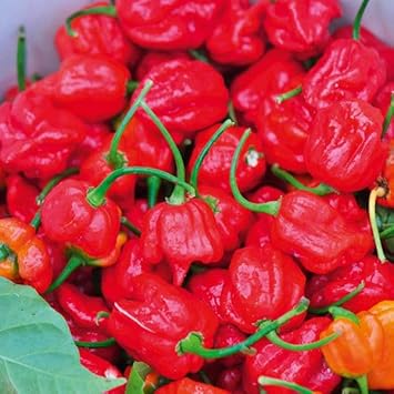 Trinidad Moruga Scorpion Pepper Seeds