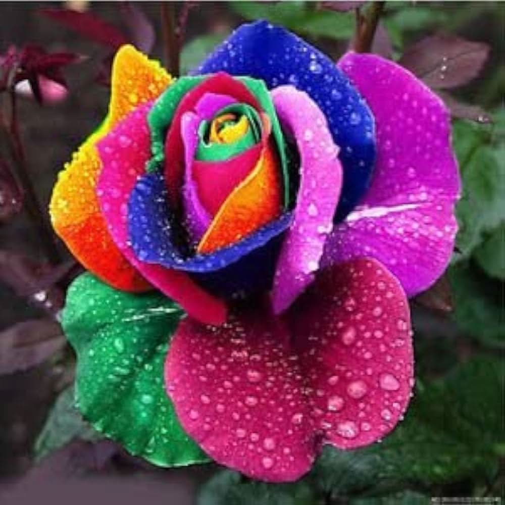 mixed color flower seeds