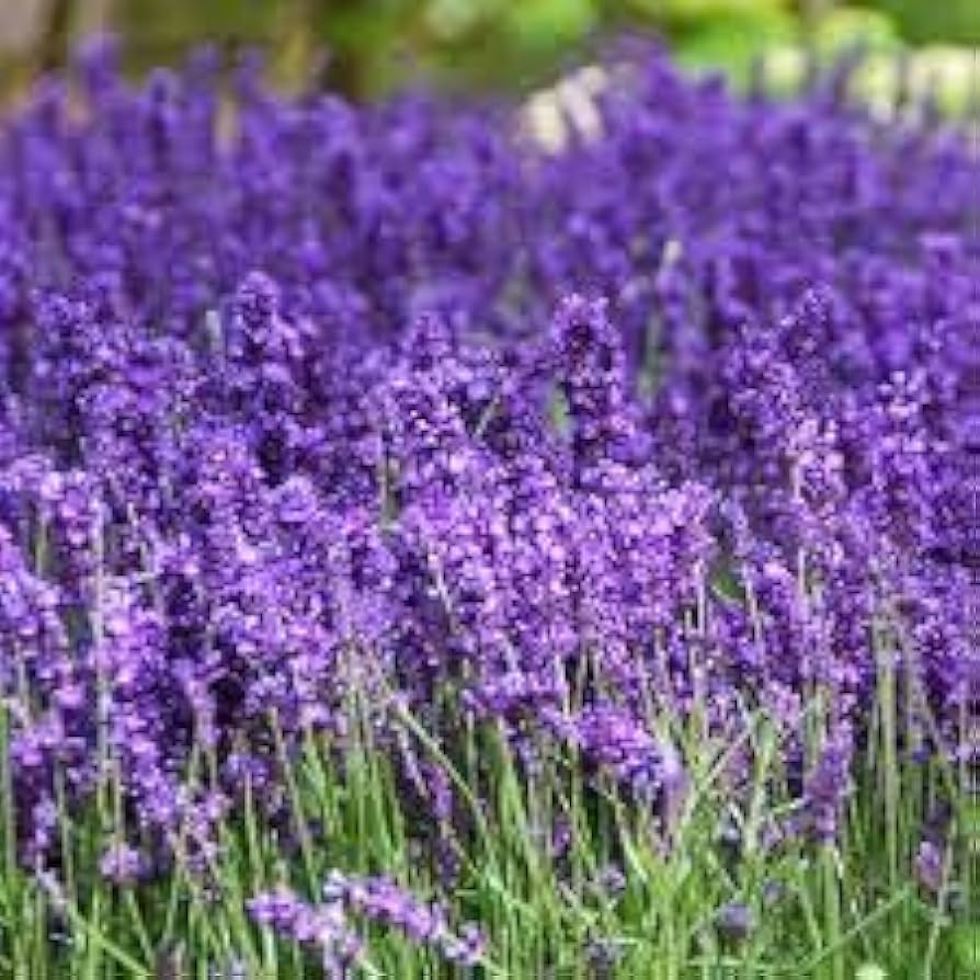 Violet Provence Lavender Flower Seeds for Planting 100 pcs