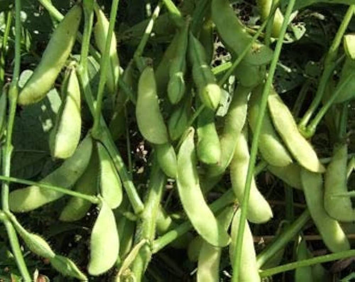 Giant Soybean Vegetable Seeds for Planting | Heirloom, Non-GMO, High Germination Organic Garden Seeds