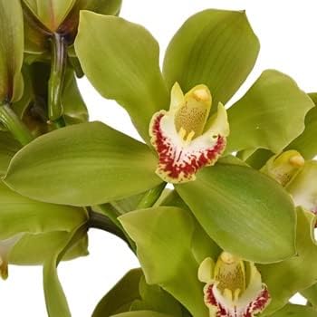 Flower Seeds, Seeds for Planting, Plant Seeds