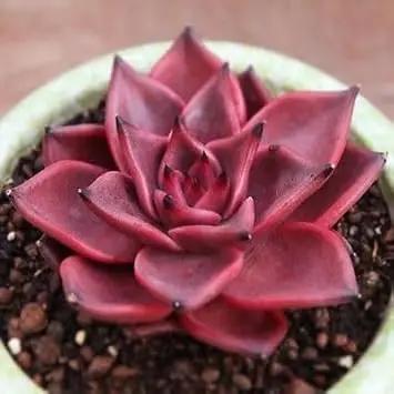 echeveria agavoides flower seeds