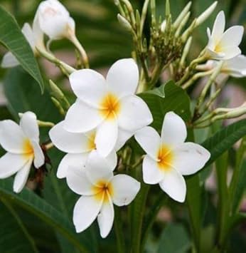 Flower Seeds, Seeds for Planting, Plant Seeds