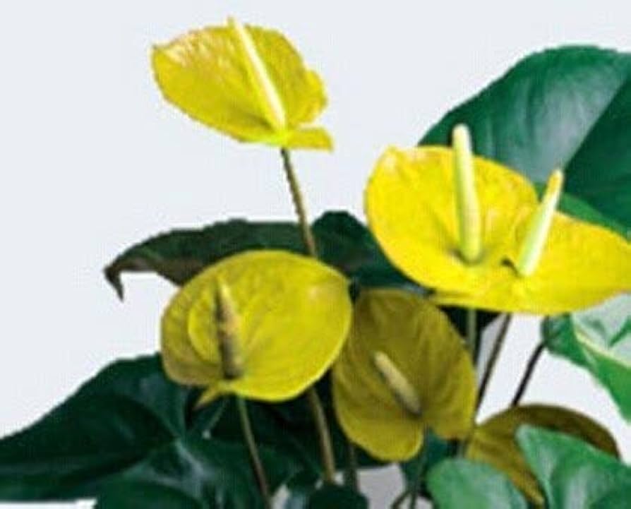 Yellow Anthurium Flower Seeds for Planting 100 pcs