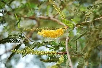 prosopis cineraria flower seeds
