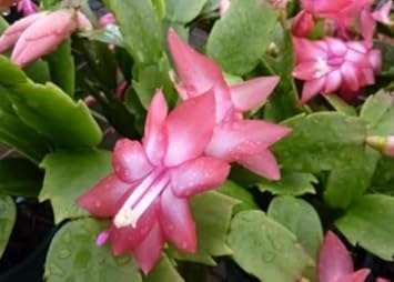 peach zygocactus flower seeds