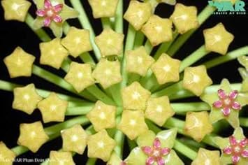 Flower Seeds, Seeds for Planting, Plant Seeds