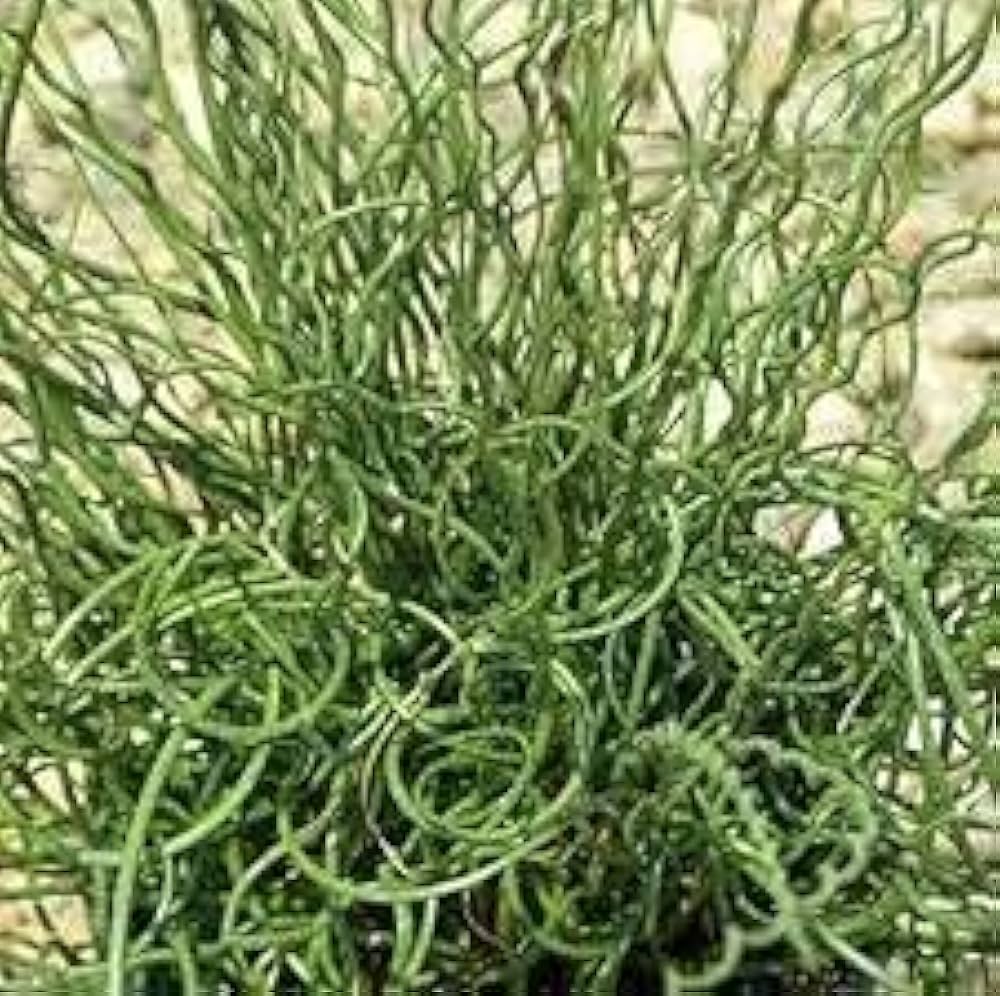 spiralis corkscrew flower seeds